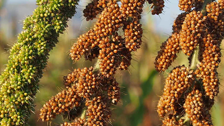 Foxtail Millets in types of millets