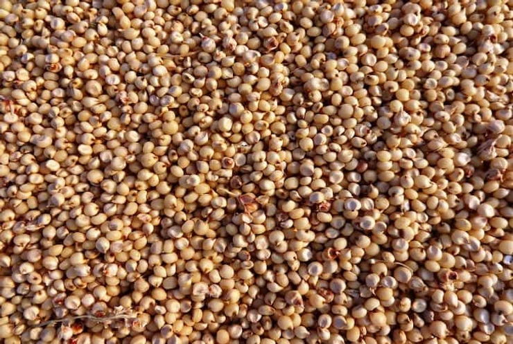 Sorghum in types of millets